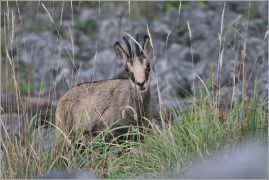 <p>KAMZÍK HORSKÝ (Rupicapra rupicapra) Lužické hory - Studenec, 9/2016 / Chamois / Gämse</p>